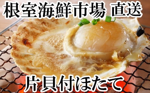 G-11044【年内配送可】  片貝ほたて10枚北海道根室市10000魚介・海産物貝類