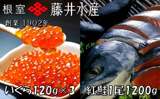 F-42004【年内配送可】 <鮭匠ふじい>紅鮭新巻1.2kg、いくら醤油漬け120g×3P北海道根室市34000魚介・海産物鮮魚