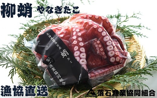 G-20005y12/14܂ŔNzz ykCYz{C1t(800g)kCs10000ECYCJE^REEj