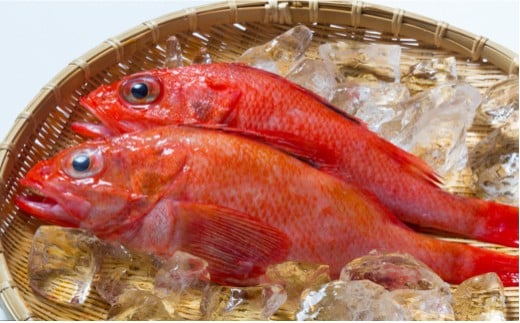 D-52001【12/21まで年内配送】 【北海道根室産】鮮キチジ(めんめ、キンキ)北海道根室市58000魚介・海産物鮮魚