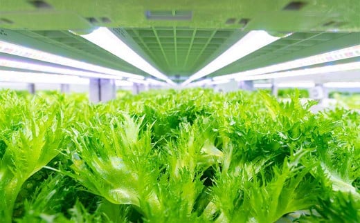 倉敷産 低カリウム レタス 8パックセット【野菜 レタス パックセット 栄養 岡山県 倉敷市 おすすめ 人気】岡山県倉敷市15000野菜・きのこその他 野菜