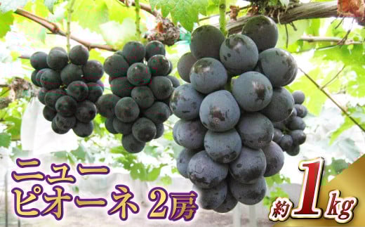 ニュー ピオーネ 2房(1房 500g前後)【2026年7月下旬-9月下旬 発送予定】【産地直送 岡山県産 国産 ニューピオーネ ブドウ 葡萄 ぶどう 果物 ギフト たけまさぶどう園 人気フルーツ 岡山フル