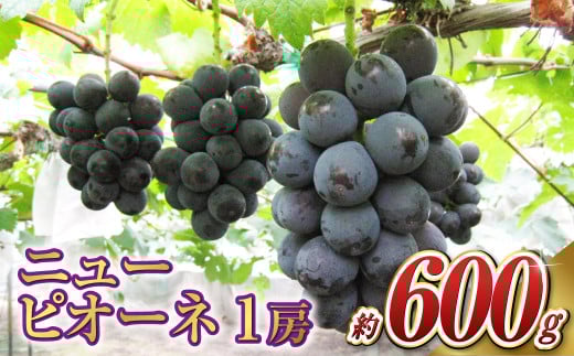 ニュー ピオーネ 1房(1房 600g前後)【2026年7月下旬〜9月下旬 発送予定】【産地直送 岡山県産 国産 ニューピオーネ ブドウ 葡萄 ぶどう 果物 ギフト たけまさぶどう園 人気フルーツ 岡山フル