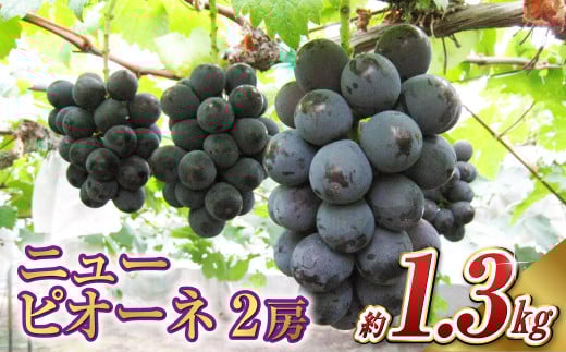 ニュー ピオーネ 2房(1房 650g前後)【2026年7月下旬〜9月下旬 発送予定】【産地直送 岡山県産 国産 ニューピオーネ ブドウ 葡萄 ぶどう 果物 ギフト たけまさぶどう園 人気フルーツ 岡山フル