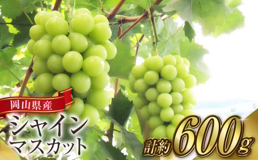 VC}XJbg 1[i1[ 600gOjy2026N9{`10{ \zyYn RY Y VC}XJbg uhE  Ԃǂ ʕ Mtg ܂Ԃǂ lCt[c