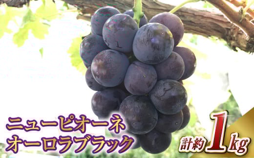ニュー ピオーネ 1房・オーロラブラック 1房(1房 500g前後)【2026年8月下旬〜9月下旬 発送予定】【産地直送 岡山県産 国産 ニューピオーネ ブドウ 葡萄 ぶどう 果物 ギフト たけまさぶどう園
