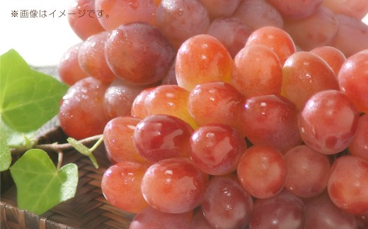 岡山県産紫苑 2房 約1.2kg【2025年11月上旬-11月下旬迄発送予定】【葡萄 ぶどう ブドウ フルーツ 果物 岡山県 倉敷市 おすすめ 人気】岡山県倉敷市20000果物・フルーツマスカット・ぶどう