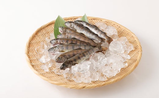 阿蘇から届く かわべの湧水やまめ (内臓処理済8匹)熊本県高森町10000魚介・海産物鮮魚