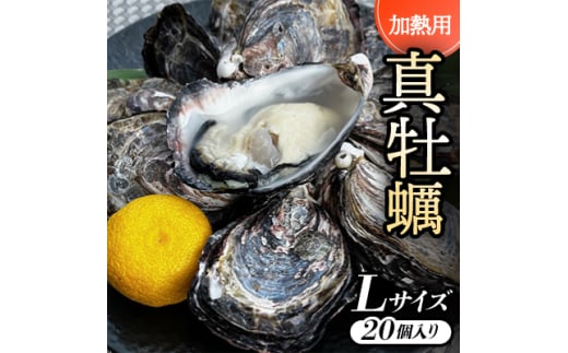 <Lサイズ20個入り:約80〜61g/個>加熱用真牡蠣 深日オイスターファーム直送 専用ナイフ付き 【1570788】大阪府岬町20000魚介・海産物貝類