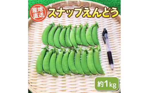 スナップ 豌豆 1kg セット 期間限定 無農薬 野菜 豆 えんどう  産地直送 下関 山口山口県下関市11000野菜・きのこ豆類