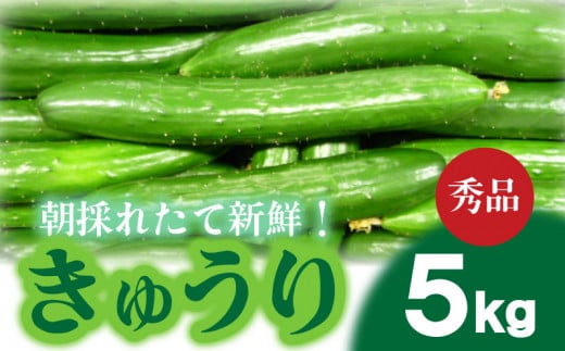 【2025年度発送 先行予約 】 Lサイズ 約38本 きゅうり 秀品 5kg 朝採れ 野菜 赤土 キュウリ 胡瓜 新鮮 カリカリ 山口産 もぎたて 料理 お弁当 夕飯 サラダ 大容量 遠足 ピクニック 下関市 山口 【