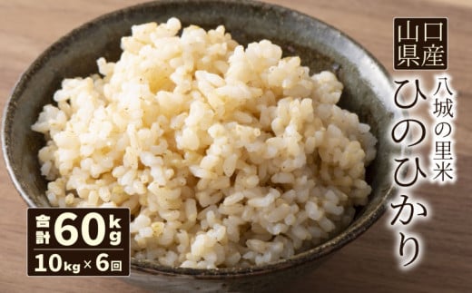 【定期便 6ヶ月】ひのひかり 玄米 10kg  合計60kg 令和7年度米山口県下関市144000米・パン白米