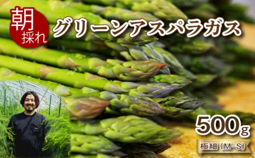 【先行予約 】 アスパラガス 500g 極細サイズ 朝採れ M~S 大容量 アスパラ 有機肥料使用 サイズ混合 訳あり セット 野菜 新鮮 夕飯 おかず お弁当 新鮮アスパラ 秀吉農園 菊川町 下関 山口 【202