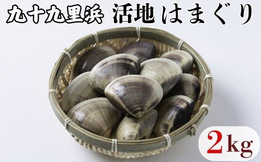 九十九里浜産 活地はまぐり 約2kg はまぐり 獲れたて 新鮮 貝 蛤 ハマグリ 千葉県 匝瑳市 九十九里浜千葉県匝瑳市23000魚介・海産物貝類