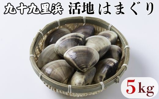 九十九里浜産 活地はまぐり 約5kg はまぐり 獲れたて 新鮮 貝 蛤 ハマグリ 千葉県 匝瑳市 九十九里浜千葉県匝瑳市52000魚介・海産物貝類