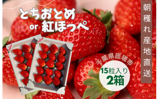 産地直送 匝瑳市産いちご 15粒入り×2箱 / いちご 苺 イチゴ ストロベリー とちおとめ 紅ほっぺ 果物 フルーツ 産地直送千葉県匝瑳市17000果物・フルーツいちご