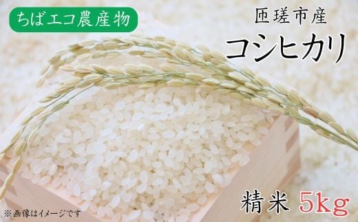 令和7年産 コシヒカリ 精米 5kg / 米 こめ コメ お米 ごはん コシヒカリ 精米 白米 5kg ちばエコ ちばエコ農産物 産地直送千葉県匝瑳市15000米・パン白米