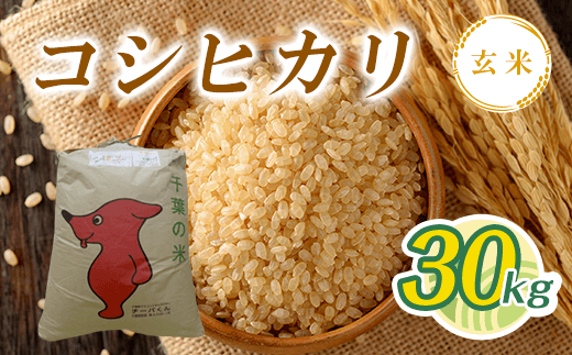 令和7年産 新米 コシヒカリ玄米 30kg T03501 / 検査済米(1等) 米 玄米 コシヒカリ こしひかり こめ コメ ごはん ご飯 千葉県 大多喜町千葉県大多喜町84000米・パン玄米・雑穀米・もち米・餅