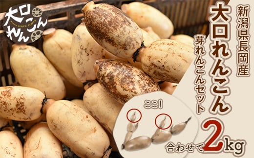 75T-05【大口れんこん】新潟県長岡産レンコン2kg(1.6kg+芽れんこん0.4kg)新潟県長岡市10000野菜・きのこ大根・ニンジン・根菜類