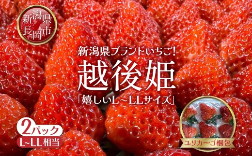 O9-13新潟県長岡産いちご「越後姫」420g 2パック新潟県長岡市19000果物・フルーツいちご