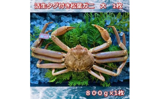 【先行予約】活きタグ付き松葉ガニ 大 1枚 800〜940g前後MK5|国産 タグ付き ズワイガニ 松葉ガニ カニ 蟹 かに 生 カニ鍋 かに鍋 鍋 かにしゃぶ かにみそ 期間限定  鳥取県 三朝町鳥取