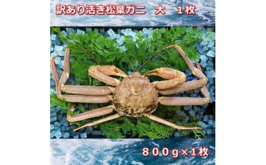 【先行予約】訳あり活きご自宅用松葉ガニ 大 1枚 800〜940g前後MK11|国産 訳あり ズワイガニ 松葉ガニ カニ 蟹 かに 生 カニ鍋 かに鍋 鍋 かにしゃぶ かにみそ 期間限定  鳥取県 三朝町