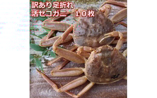 【先行予約】活き訳あり足折れご自宅用 日本海産親ガニセコガ二10枚MK15|国産 訳あり ズワイガニ 松葉ガニ カニ 蟹 かに 生 カニ鍋 かに鍋 鍋 かにしゃぶ かにみそ 期間限定  鳥取県 三朝