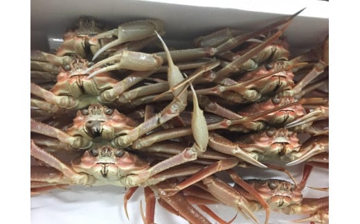 【先行予約】【魚倉】松葉がに 生 おまかせセット 3kg訳あり|国産 ズワイガニ 松葉ガニ カニ 蟹 かに 生 カニ鍋 かに鍋 鍋 かにしゃぶ かにみそ 期間限定  鳥取県 三朝町鳥取県三朝町85000