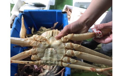 【先行予約】【魚倉】足1本なし生松葉ガニ(特大1,100g)訳あり|国産 訳あり ズワイガニ 松葉ガニ カニ 蟹 かに 生 カニ鍋 かに鍋 鍋 かにしゃぶ かにみそ 期間限定  鳥取県 三朝町鳥取県三
