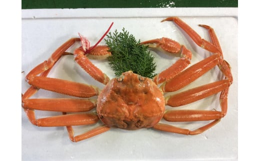 【先行予約】【魚倉】タグ付きボイル松葉ガニ(大800g)|国産 タグ付き ズワイガニ 松葉ガニ カニ 蟹 かに ボイル カニ鍋 かに鍋 鍋 かにしゃぶ かにみそ 期間限定  鳥取県 三朝町鳥取県三朝