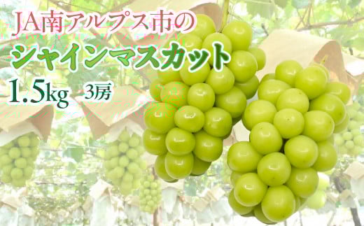 ★TBSテレビ系列「ひるおび」で取り上げられました!★<2026年発送先行予約>絶品!南アルプス市産シャインマスカット1.5kg 山梨 山梨県 ぶどう 葡萄 ブドウ マスカット 種なし 大粒 フルー