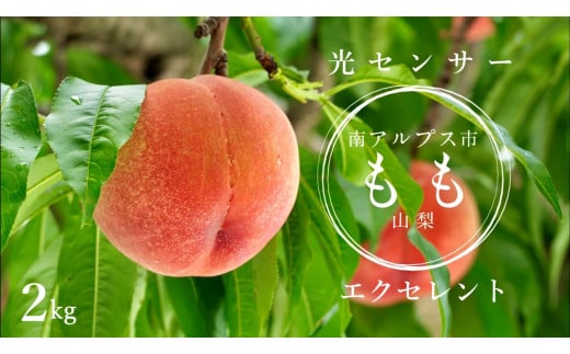 <2026年発送先行予約>光センサー桃「エクセレント」約2kg ALPAA013山梨県南アルプス市17000果物・フルーツもも・すもも