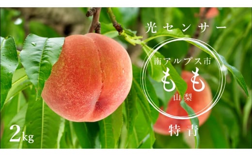 <2026年発送先行予約>光センサー桃「特青」約2kg ALPAA014山梨県南アルプス市13000果物・フルーツもも・すもも