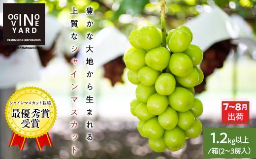 【2026先行予約_7月上旬〜発送】山梨県産早期出荷シャインマスカット 1.2kg以上/箱 2〜3房入 ALPAK010|おすすめ 人気 山梨県 産地直送 フルーツ 果物 くだもの ブドウ ぶどう シャイ
