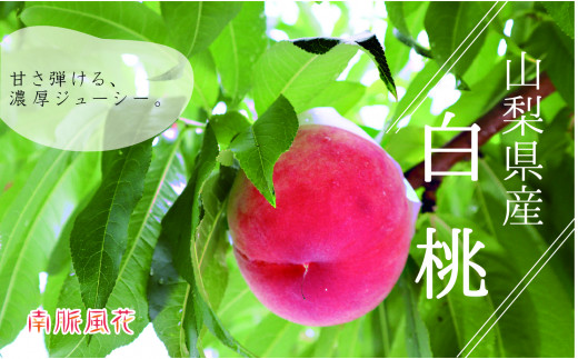 <2026年発送分先行予約>山梨県産 白桃 1.8kg相当 ALPAJ018山梨県南アルプス市18000果物・フルーツもも・すもも