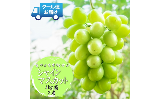 y2026Ns\zS̃N[֔@nɎYn@VC}XJbg@1kgi2[j@ALPDB001RAvXs12000ʕEt[c}XJbgEԂǂ
