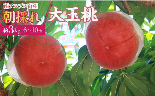 <2026年発送先行予約>厳選!南アルプス市産 朝採れ大玉桃 約3kg(6〜10玉) ALPDD005山梨県南アルプス市17000果物・フルーツもも・すもも