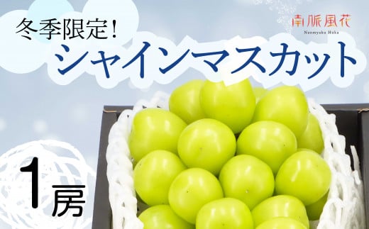 <2025年発送分先行予約>冬に食べる シャインマスカット1房 ALPAJ011 | シャインマスカット ぶどう フルーツ 冬 シャイン 1房 南アルプス市 山梨 山梨県 |山梨県南アルプス市20000果物・フ