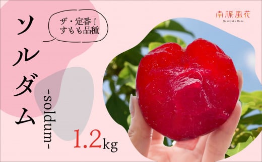 <2026年発送分先行予約>農家直送!すもも ソルダム約1.2kg ALPAJ007山梨県南アルプス市10000果物・フルーツその他 果物・フルーツ