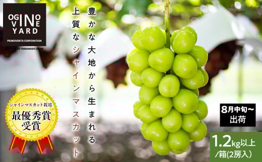 【2026年先行予約_8月中旬〜発送】山梨県産シャインマスカット 1.2kg以上/箱 2房入 ALPAK005|おすすめ 人気 山梨県 産地直送 フルーツ 果物 くだもの ブドウ ぶどう シャイン マスカ