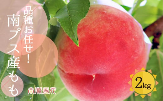<2026年発送分先行予約>南アルプス市産【桃】約2.0kg ALPAJ001山梨県南アルプス市14000果物・フルーツもも・すもも