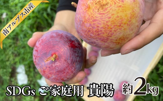 <2026年発送分先行予約>SDGs ご家庭用 貴陽 約2.0kg ALPAJ043山梨県南アルプス市13000果物・フルーツその他 果物・フルーツ