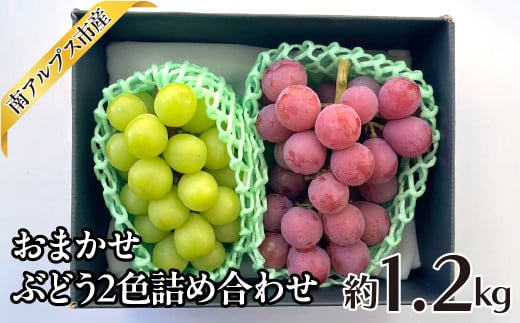 <2026年発送分先行予約>おまかせ ぶどう2色詰め合わせ約1.2kg ALPAJ047山梨県南アルプス市16000果物・フルーツマスカット・ぶどう