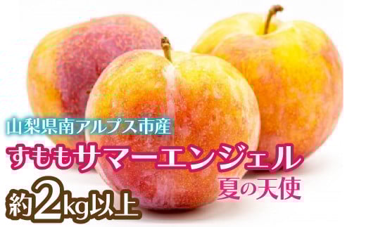 <2026年発送先行予約>すもも サマーエンジェル「夏の天使」約2kg以上  ALPCZ009山梨県南アルプス市16000果物・フルーツその他 果物・フルーツ
