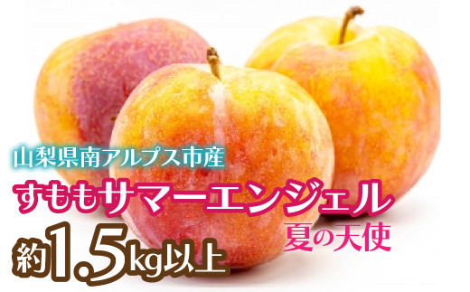 <2026年発送先行予約>すもも サマーエンジェル「夏の天使」約1.5kg以上 ALPCZ010山梨県南アルプス市12000果物・フルーツその他 果物・フルーツ