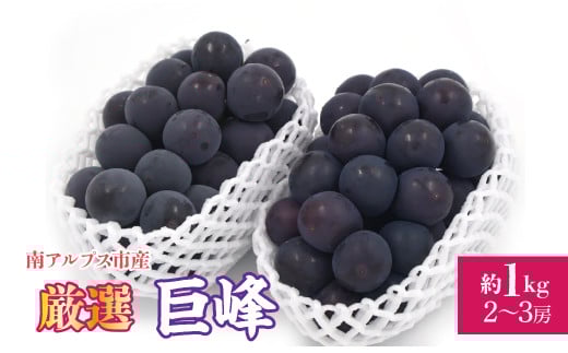 【2026年発送先行予約】厳選!南アルプス市産 巨峰 約1.0kg(2〜3房) ALPDD016山梨県南アルプス市10000果物・フルーツマスカット・ぶどう