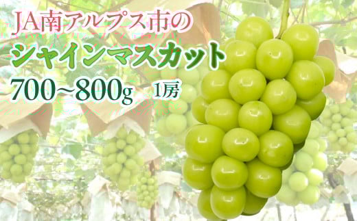 <2026年発送先行予約>★TBSテレビ系列「ひるおび」で取り上げられました!★ シャインマスカット1房(約700〜800g)  ALPAA051 | 山梨 山梨県 ぶどう 葡萄 ブドウ マスカット  フルーツ くだもの