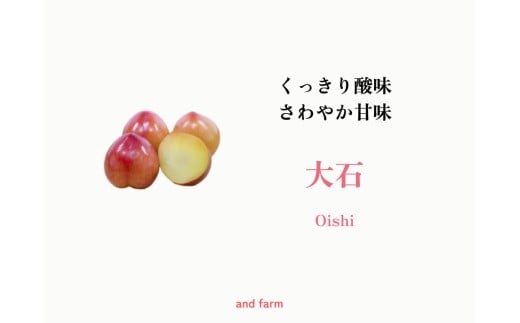 <2026年発送先行予約>【すもも・大石】くっきり酸味!お菓子作りには絶対コレ! 約40玉 ALPDS010山梨県南アルプス市24000果物・フルーツその他 果物・フルーツ