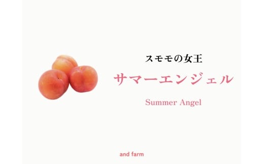 <2026年発送先行予約>【すもも・サマーエンジェル】一度は食べたい!栽培者1番人気! 約12玉 ALPDS011山梨県南アルプス市15000果物・フルーツその他 果物・フルーツ