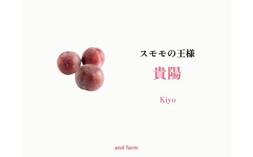 <2026年発送先行予約>【すもも・貴陽】一生に一度は食べたい!王様のひと玉! 約12玉 ALPDS013山梨県南アルプス市37000果物・フルーツその他 果物・フルーツ
